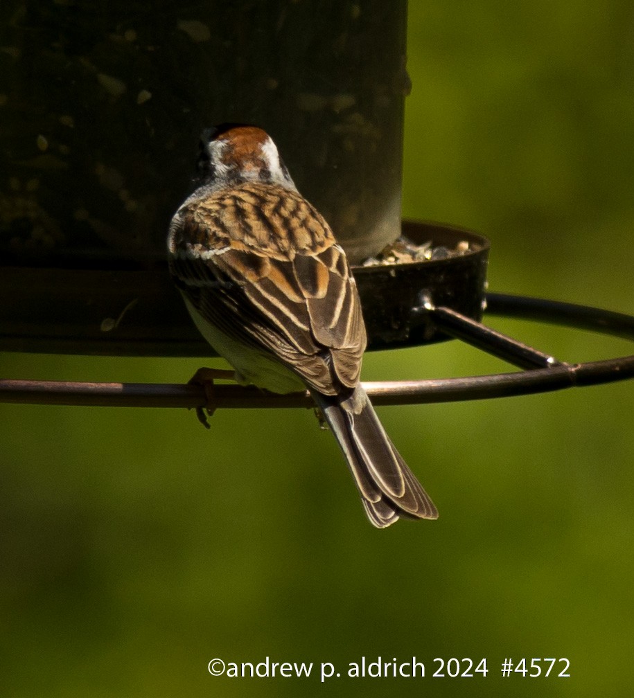 Chipping Sparrow - ML617581195