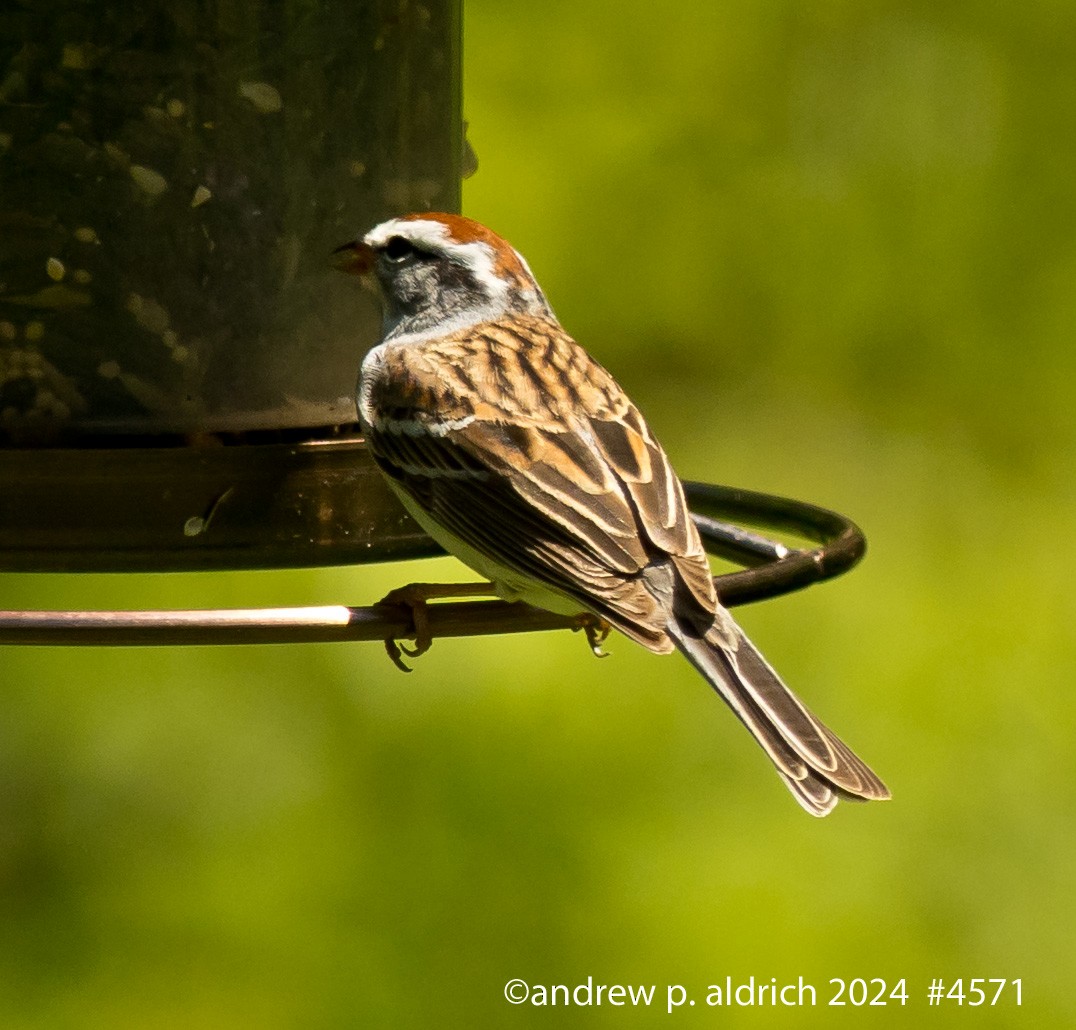Chipping Sparrow - ML617581196
