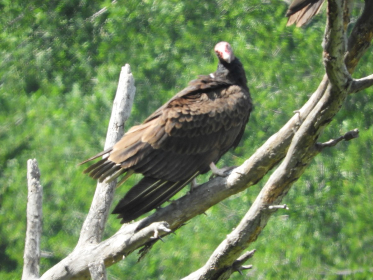 Turkey Vulture - ML617581210