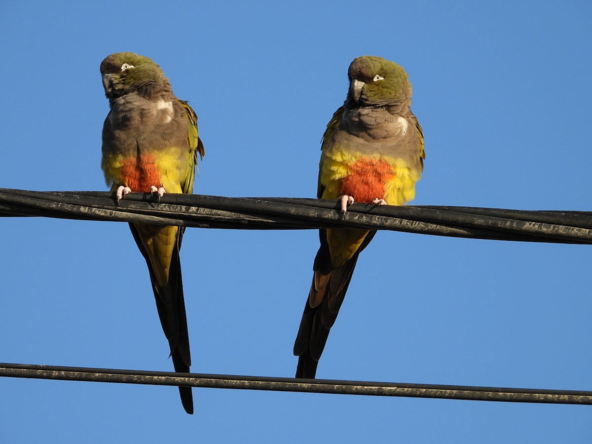 Burrowing Parakeet - Más Aves