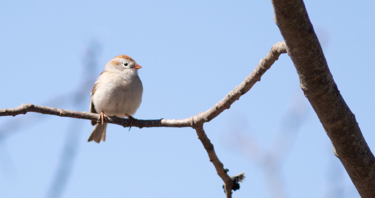 Field Sparrow - ML617581254