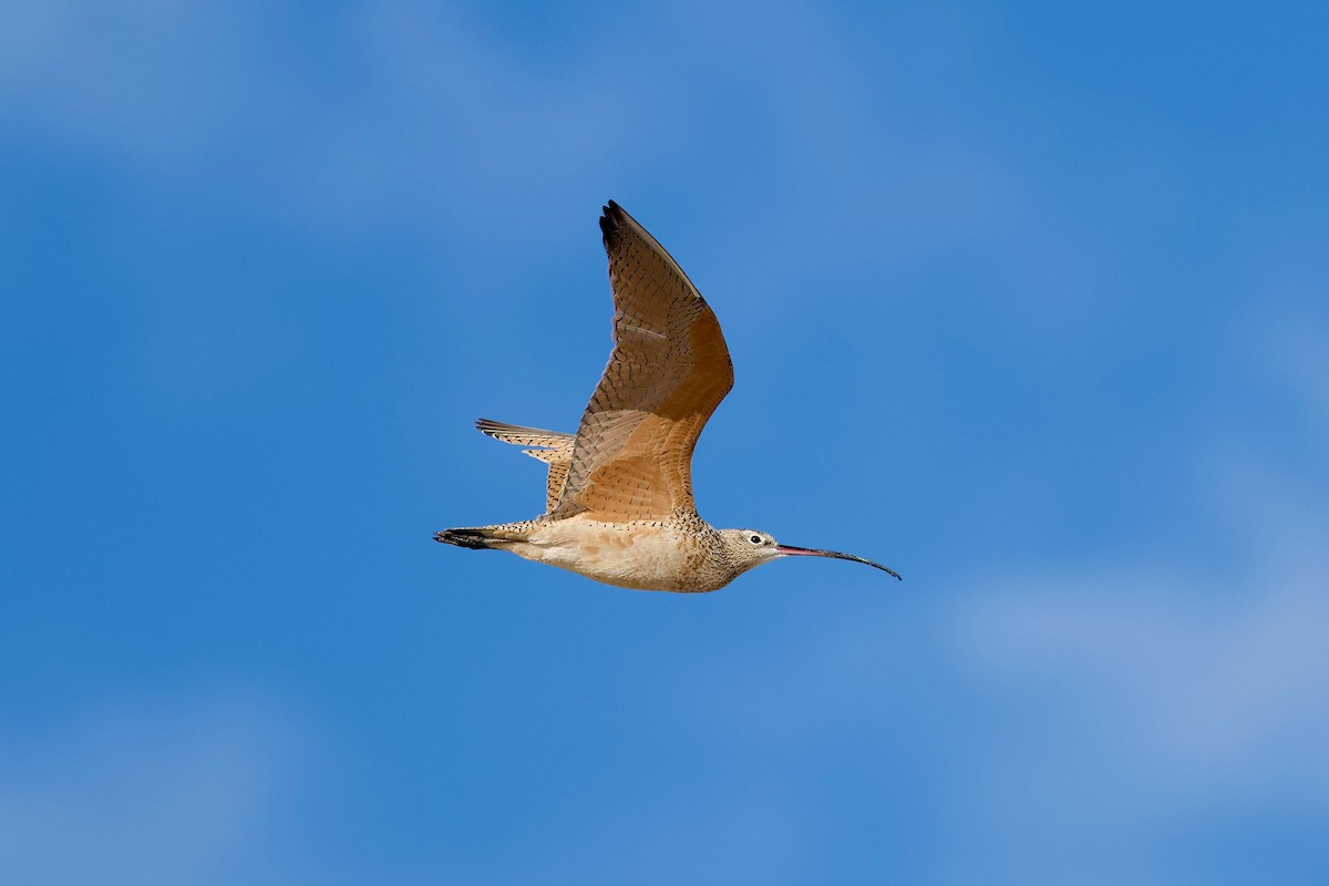 Long-billed Curlew - ML617581271