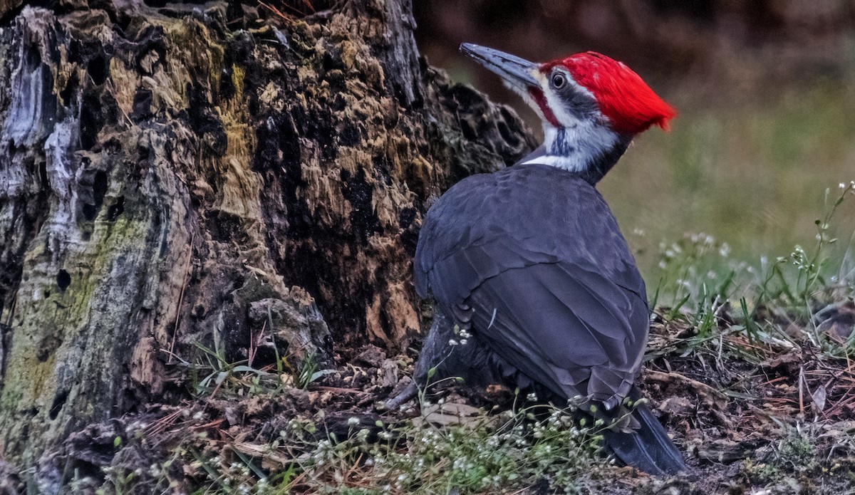 Pileated Woodpecker - ML617581306