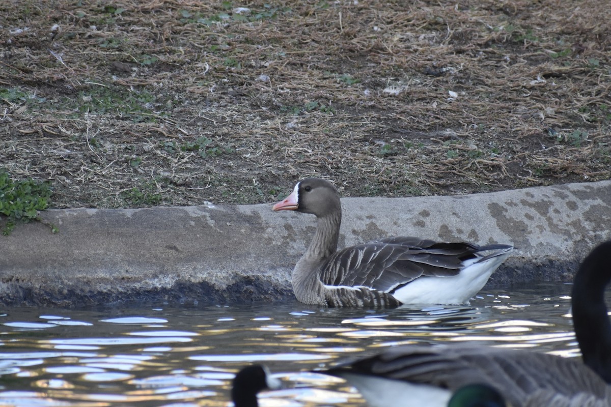 Greater White-fronted Goose - ML617581326