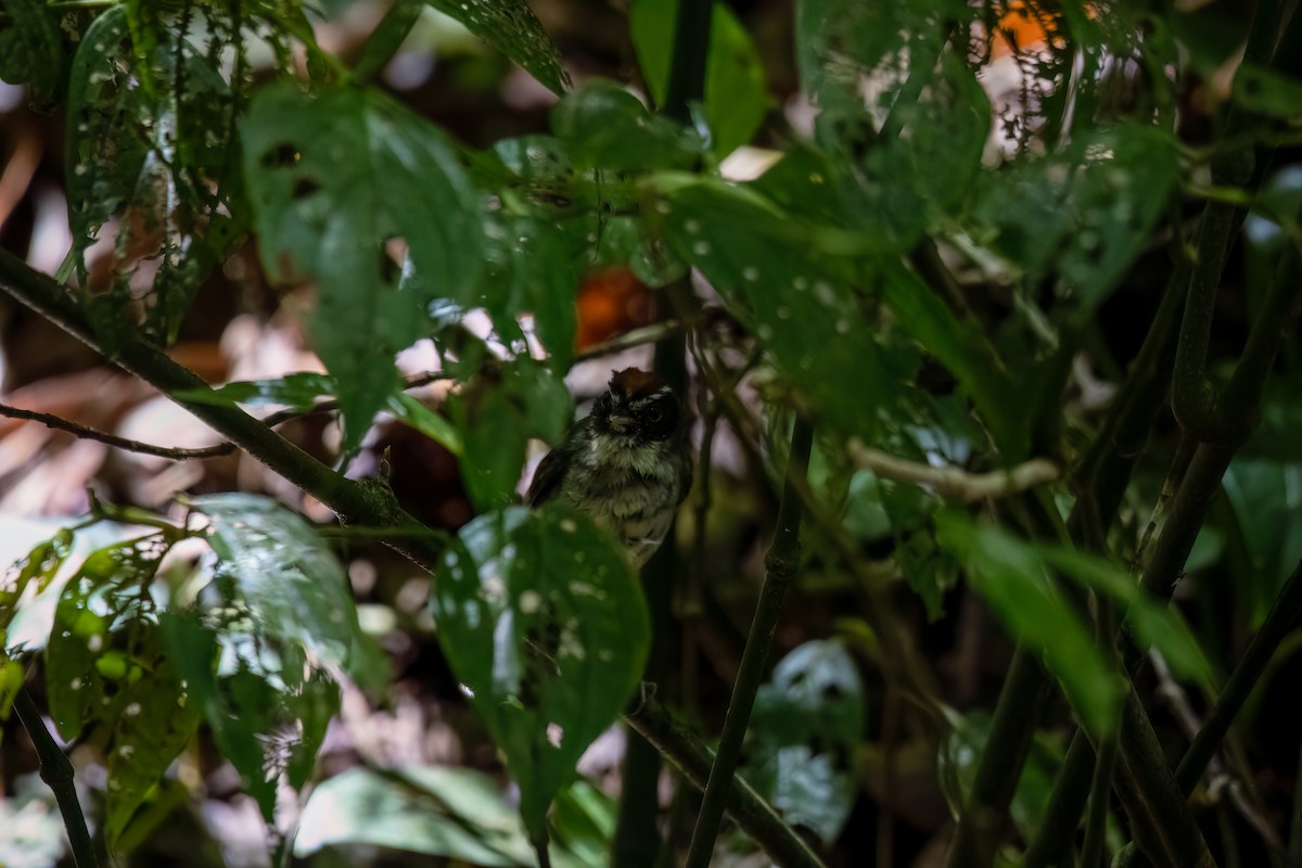 Black-cheeked Warbler - ML617581330