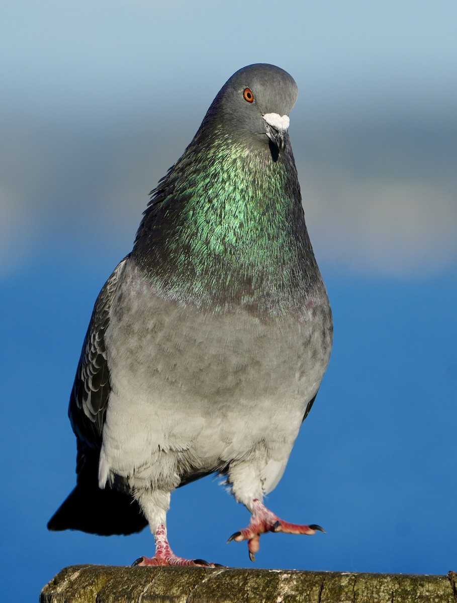 Rock Pigeon (Feral Pigeon) - ML617581335