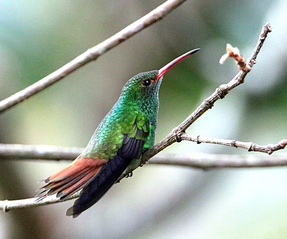 Rufous-tailed Hummingbird - ML617581349