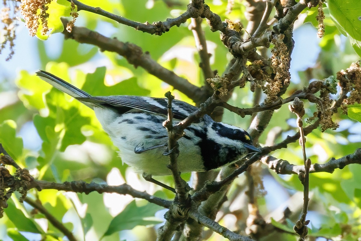 Black-throated Gray Warbler - Samuel Schmidt