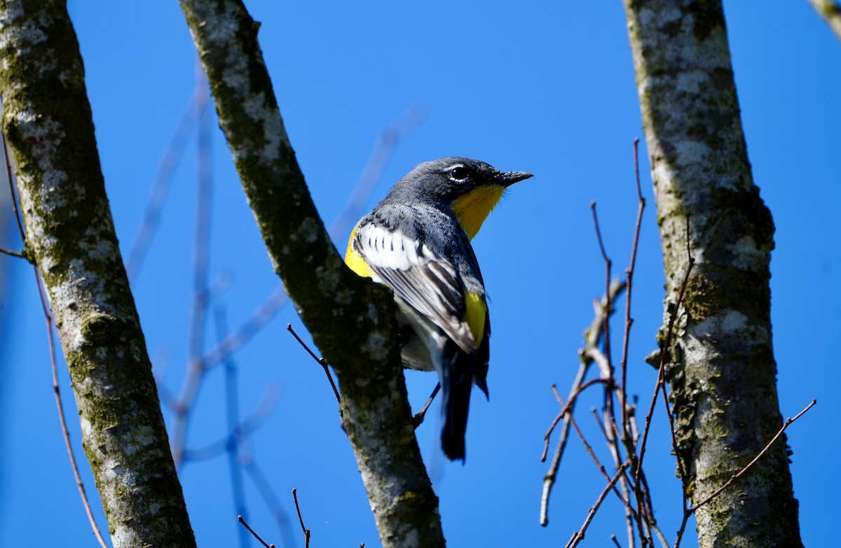 Yellow-rumped Warbler (Audubon's) - ML617581426