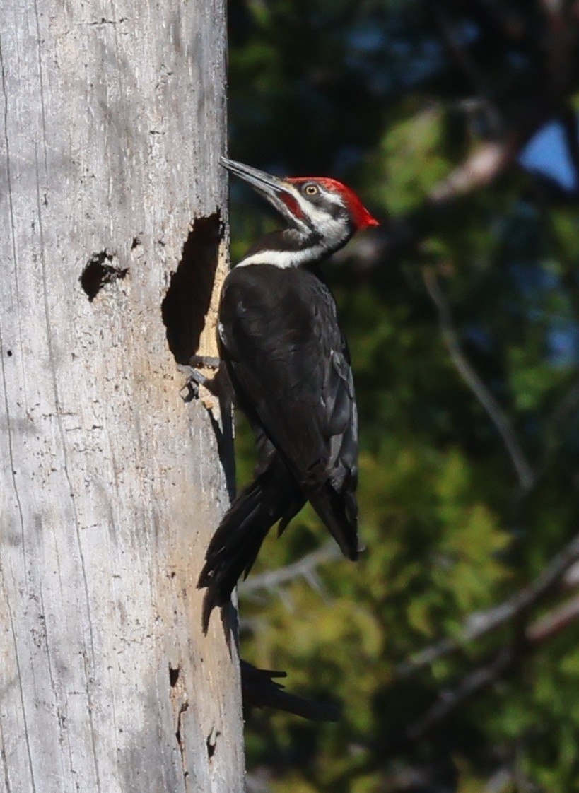 Pileated Woodpecker - ML617581427