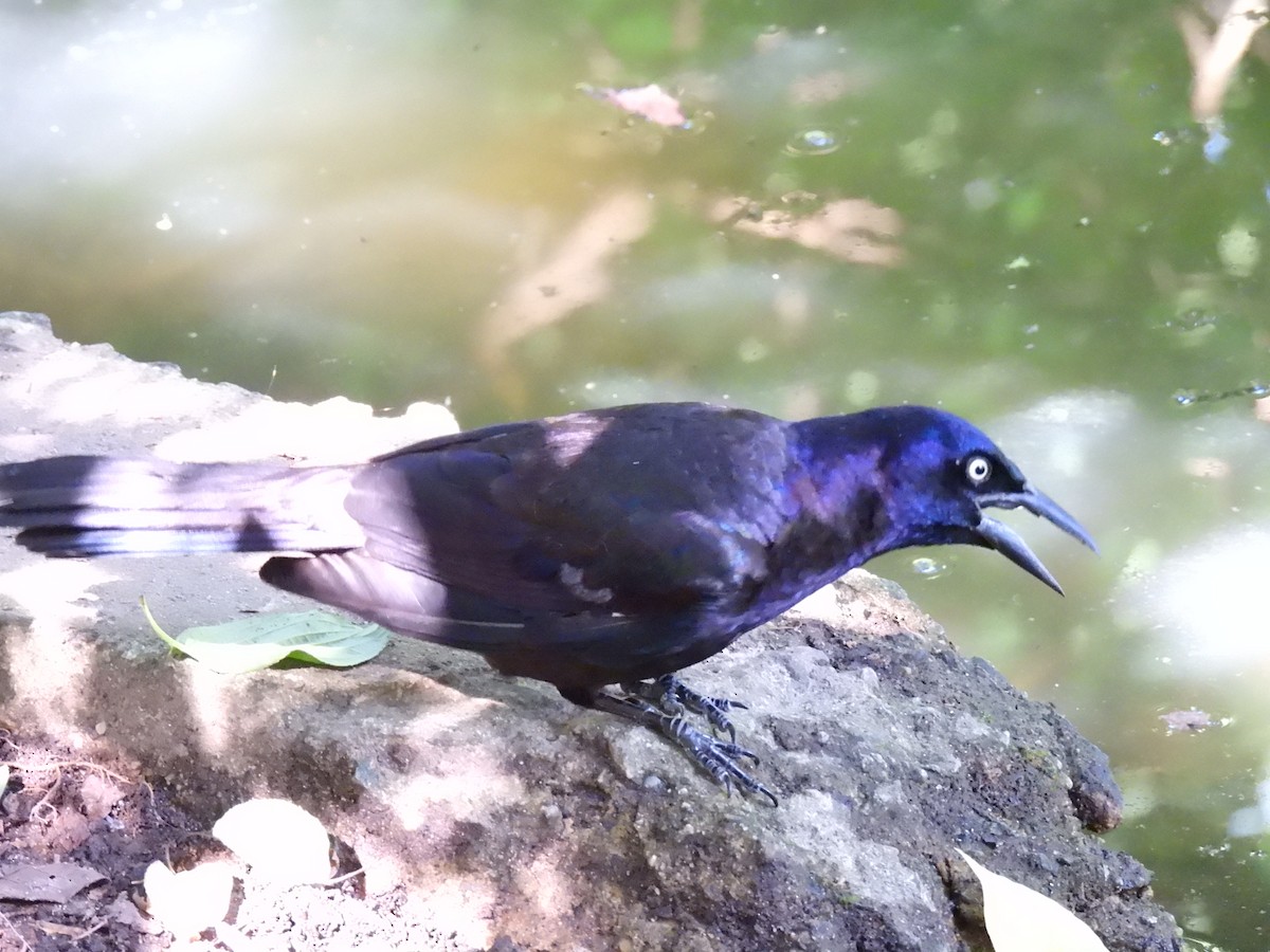 Common Grackle - Swansy Afonso