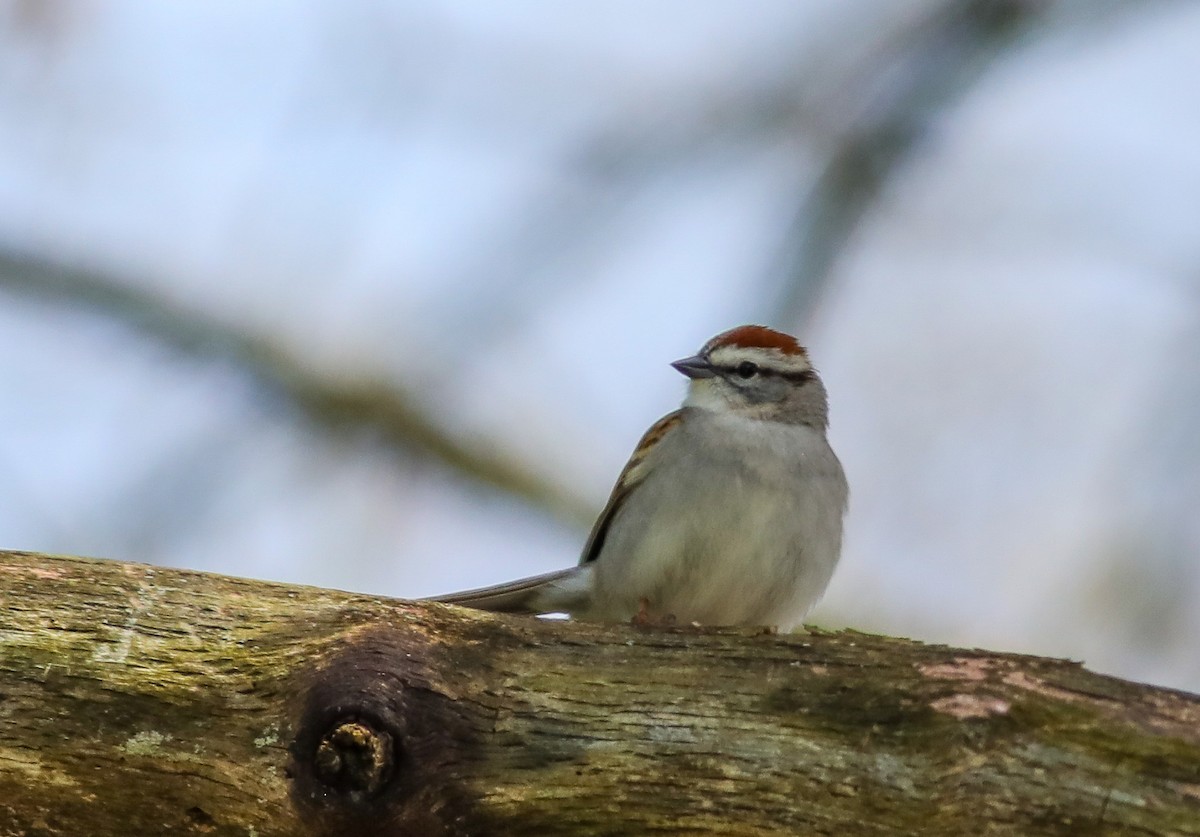 Chipping Sparrow - ML617581483