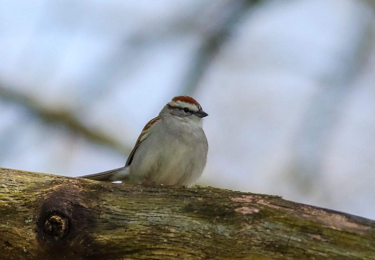 Chipping Sparrow - ML617581484