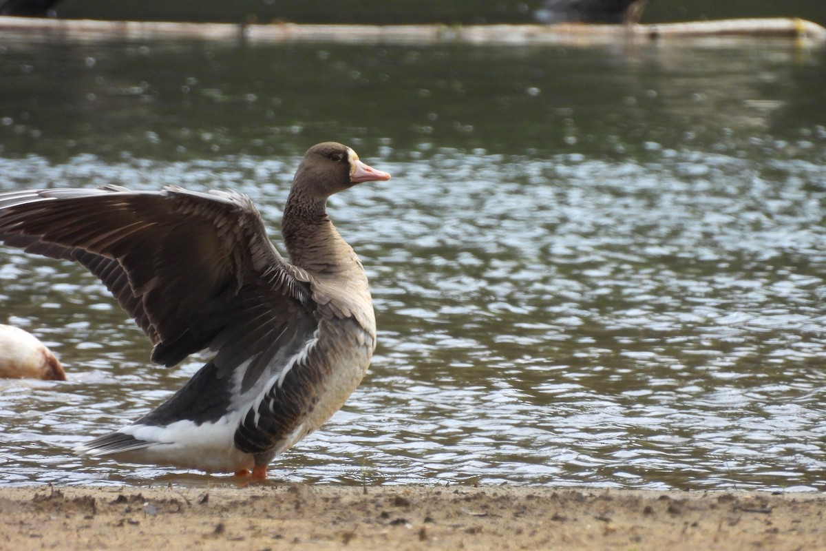 Greater White-fronted Goose - ML617581494