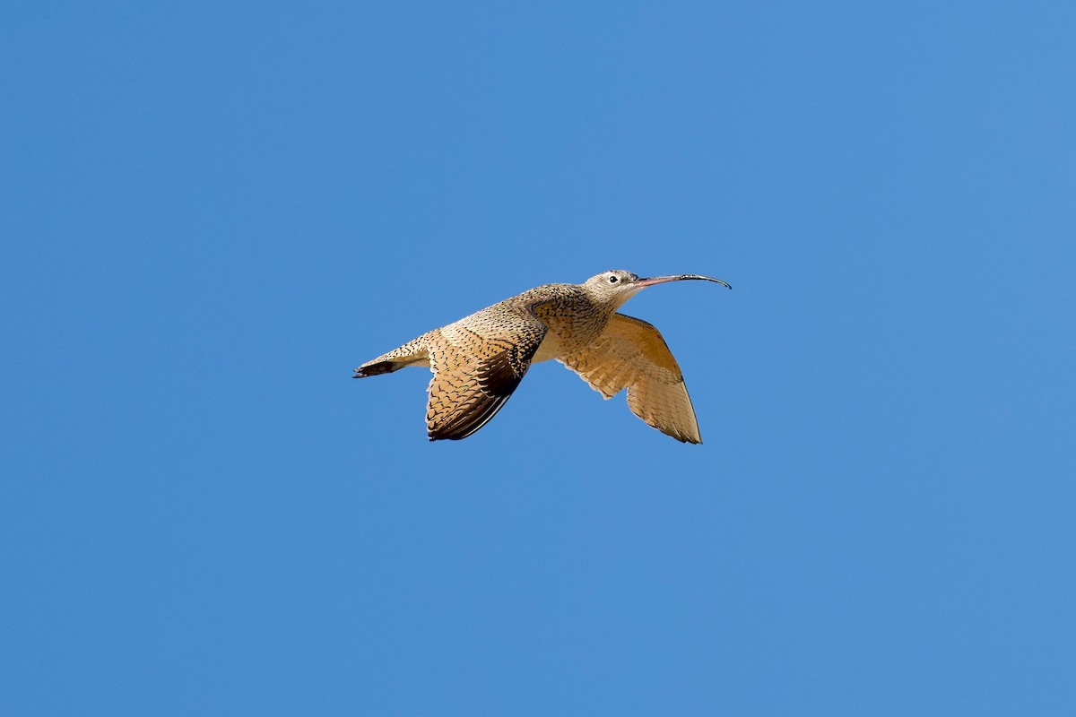 Long-billed Curlew - ML617581636