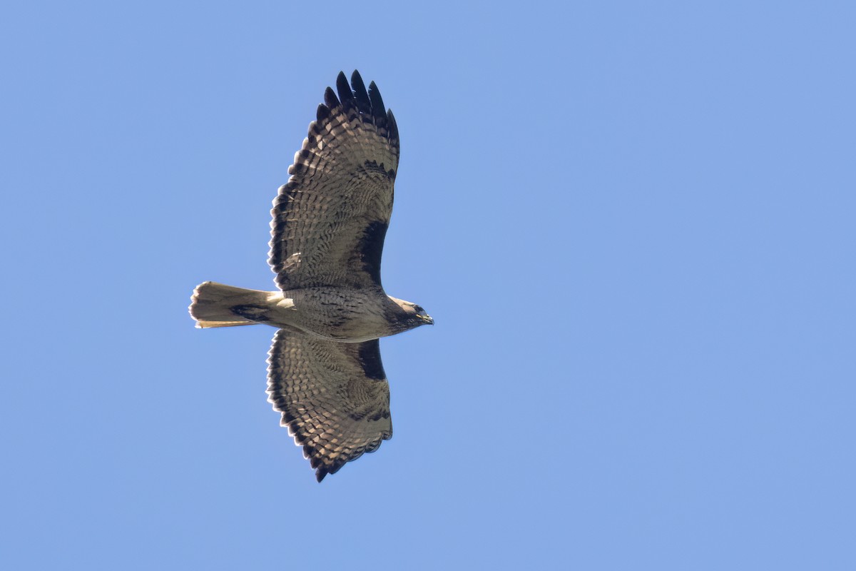 Red-tailed Hawk - ML617581722
