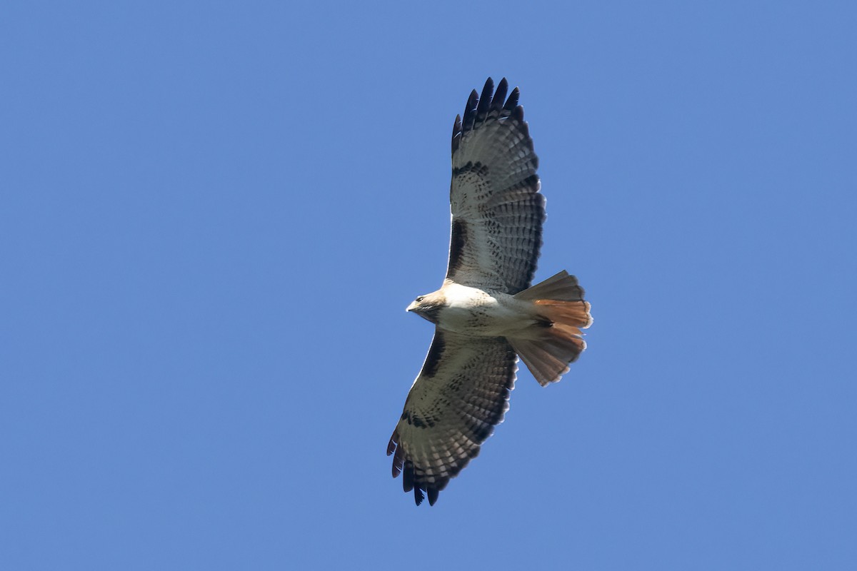 Red-tailed Hawk - ML617581723