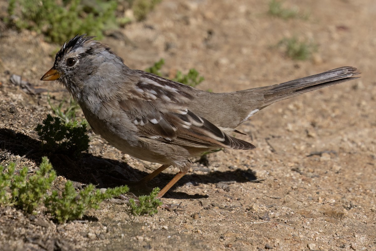 White-crowned Sparrow - ML617581743