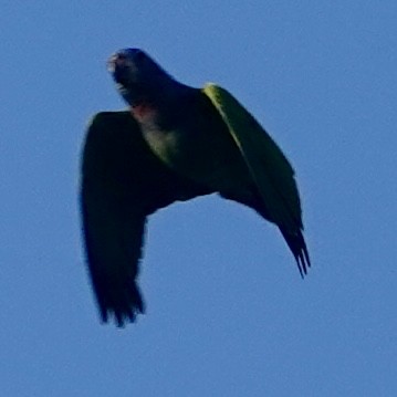 Blue-headed Parrot - ML617581753