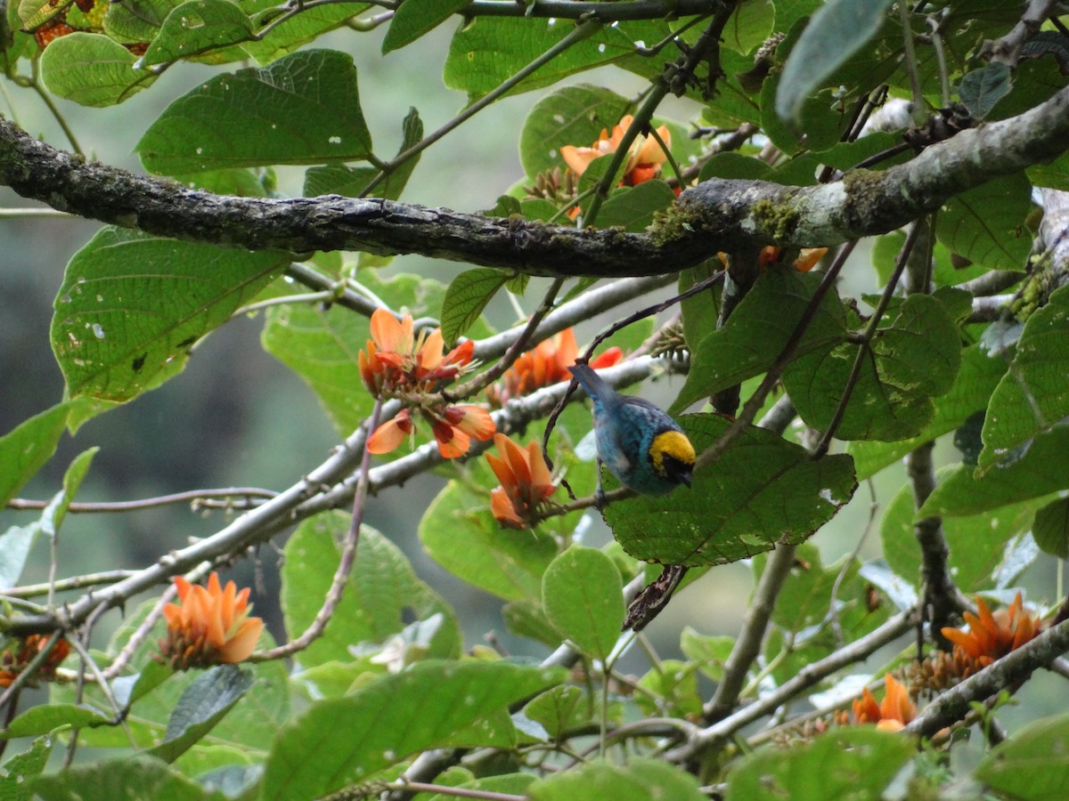 Saffron-crowned Tanager - ML617581786