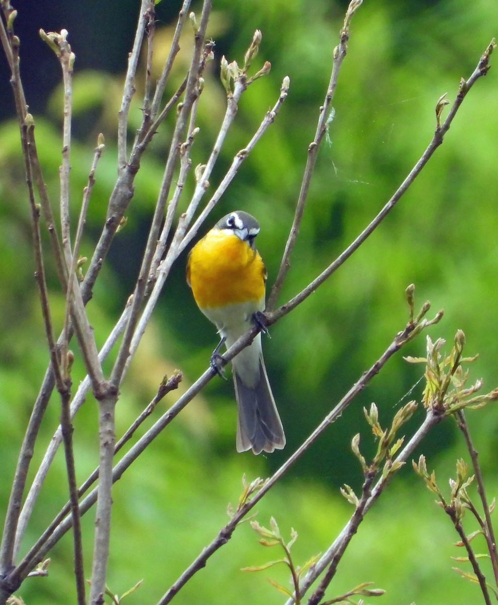 Yellow-breasted Chat - ML617581834