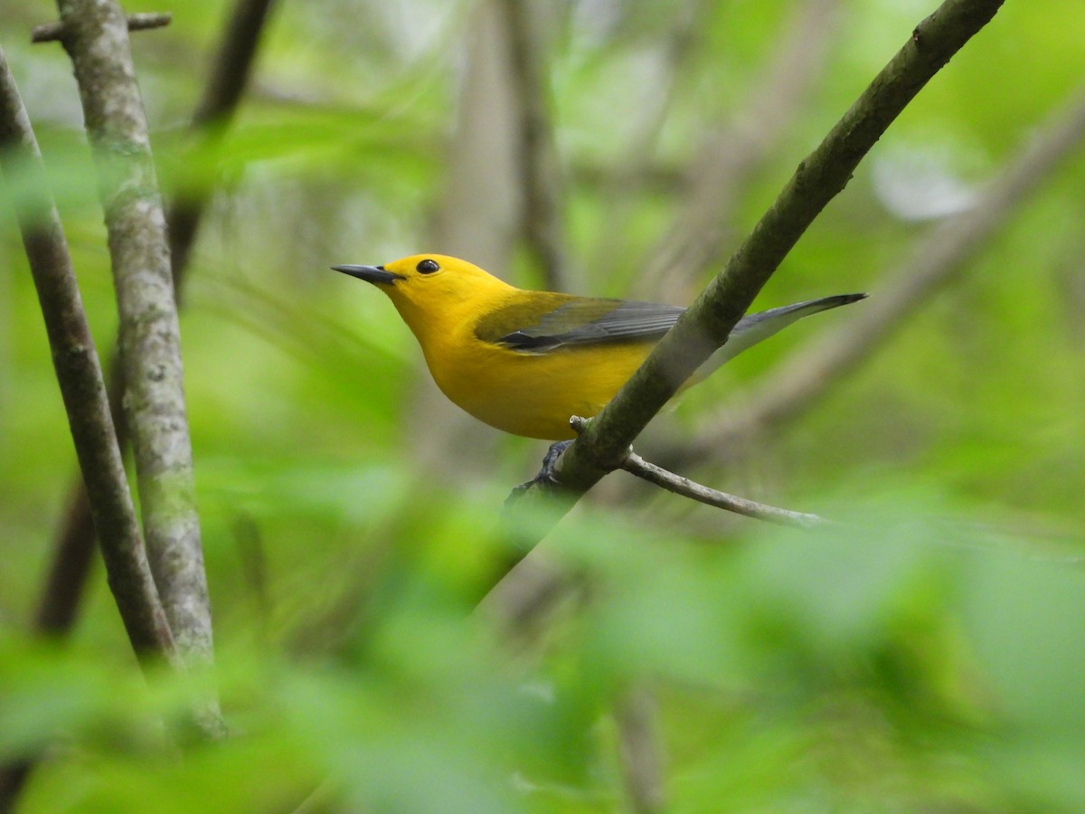 Prothonotary Warbler - ML617581858