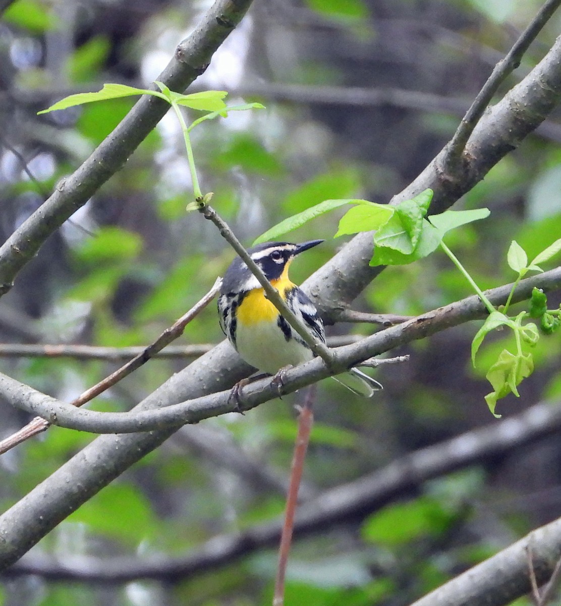 Yellow-throated Warbler - Jim Varner