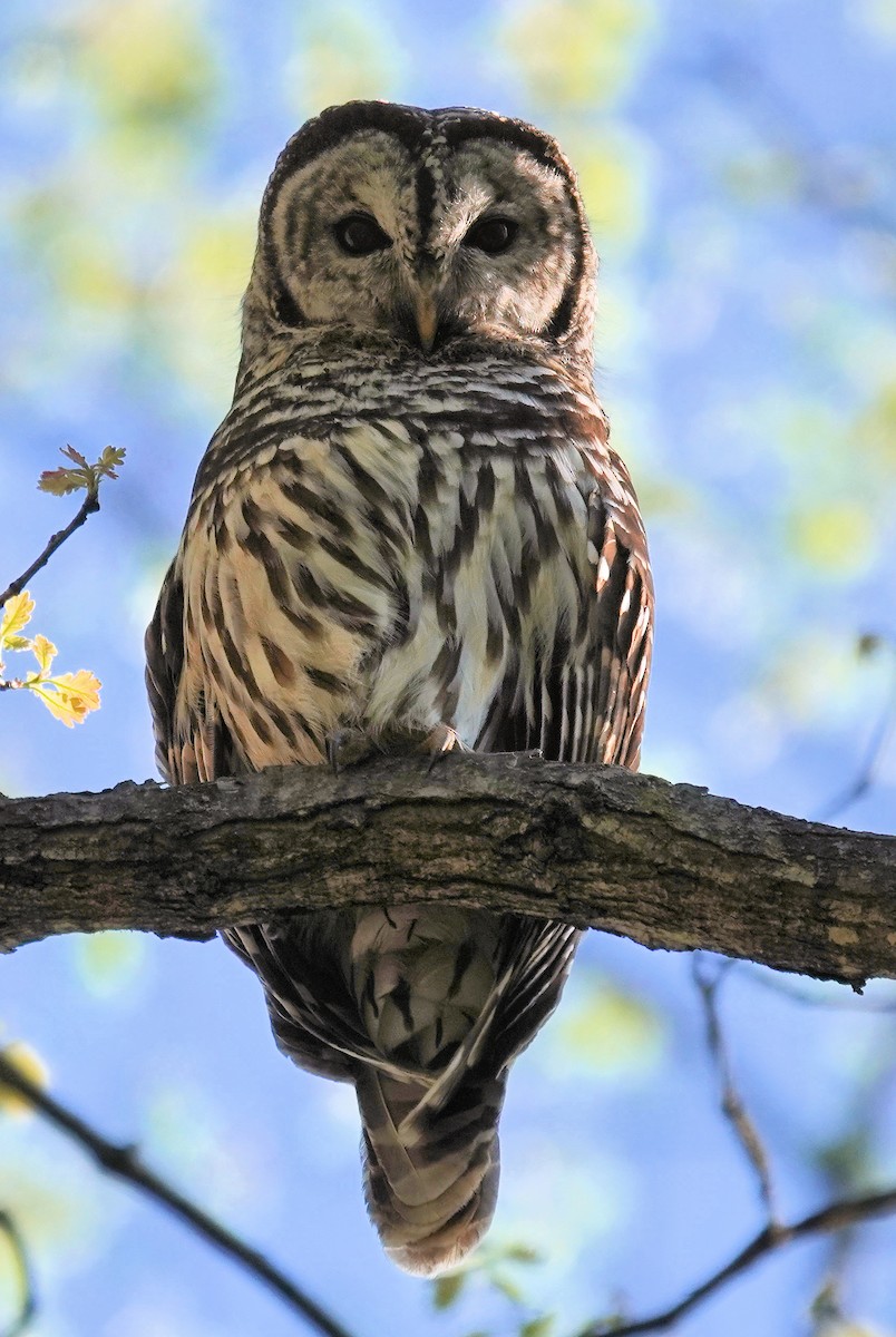 Barred Owl - Alan Mitchnick