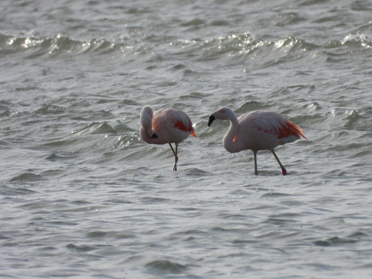 Şili Flamingosu - ML617581926