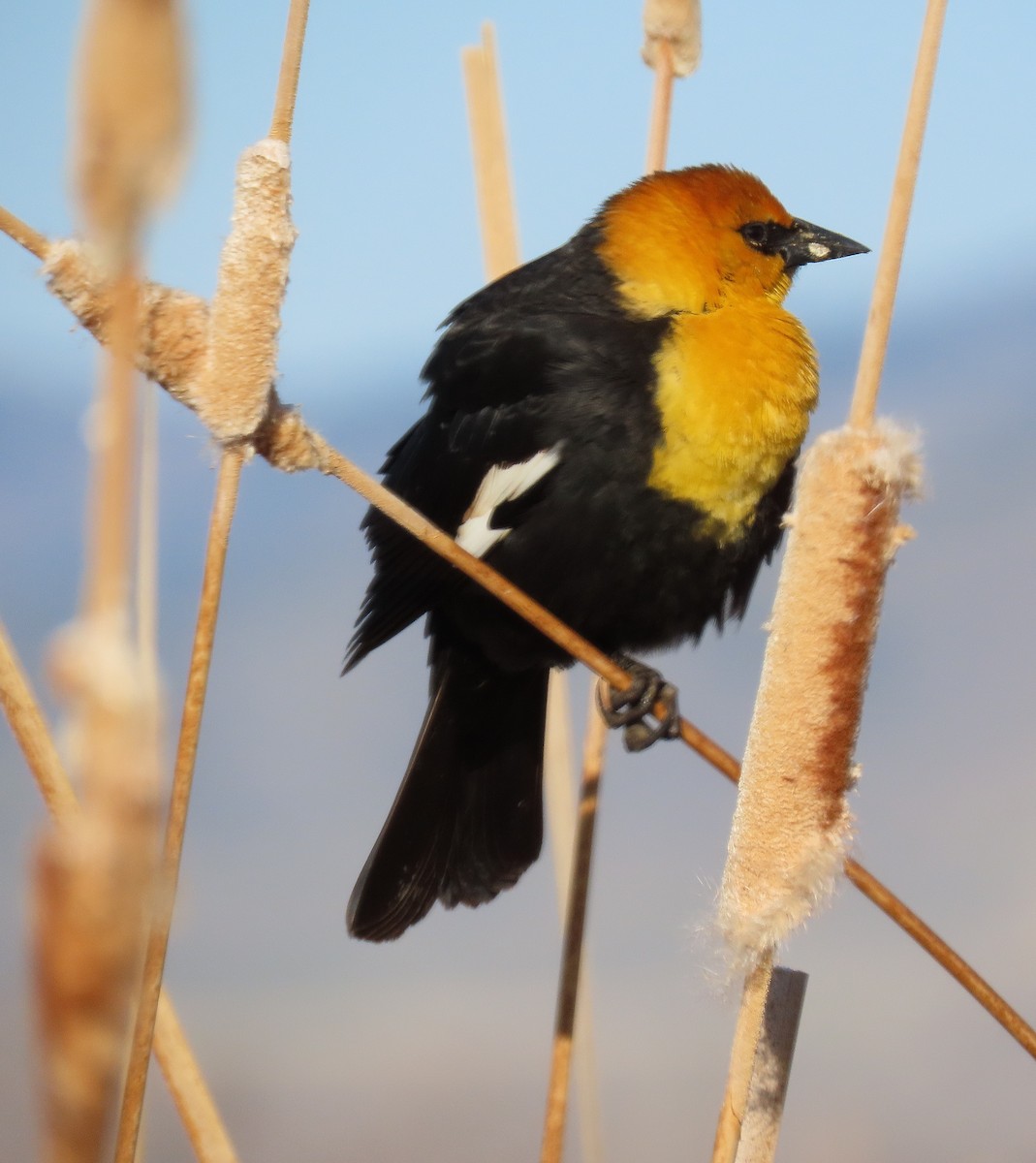 Yellow-headed Blackbird - ML617581936