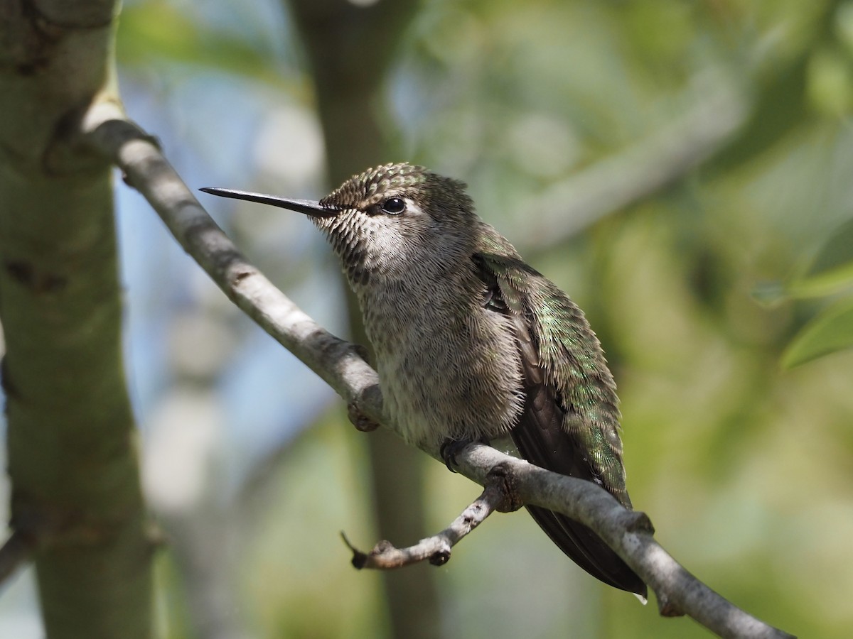 Anna's Hummingbird - ML617581937