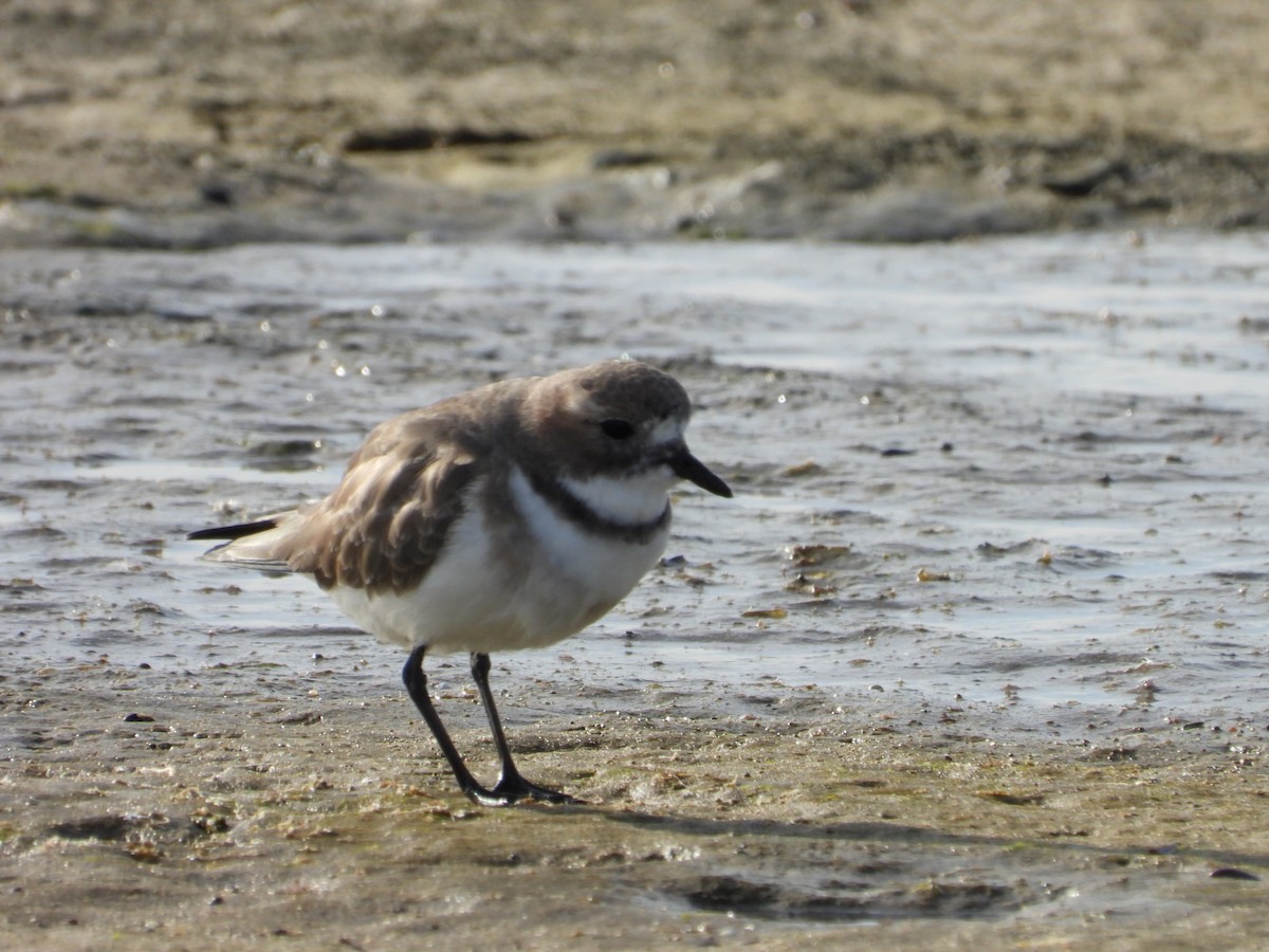 Two-banded Plover - Más Aves