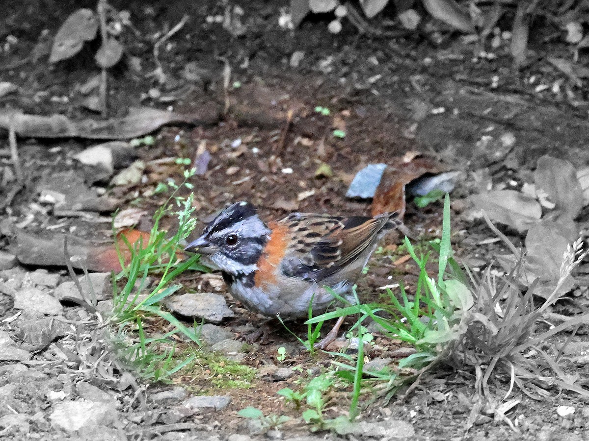 Rufous-collared Sparrow - Geoff Butcher