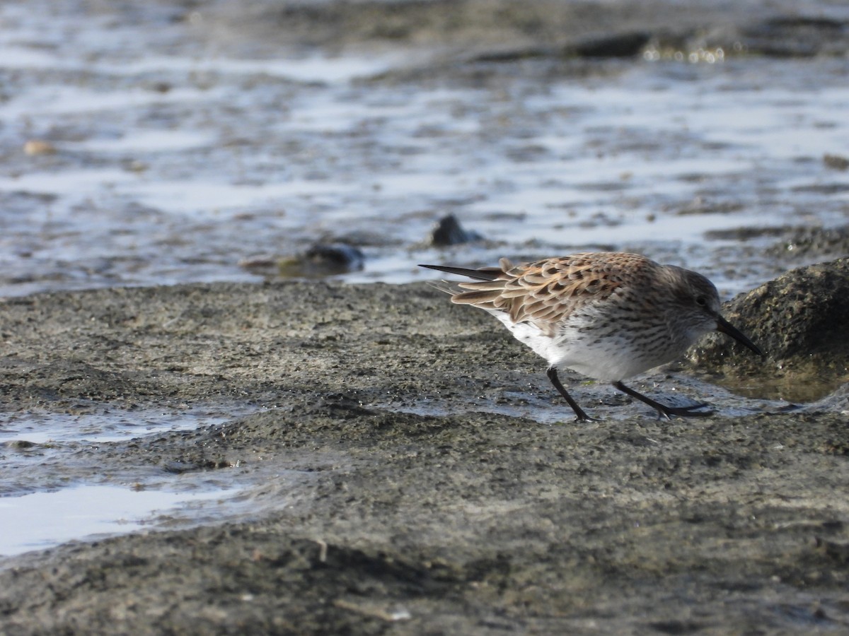 White-rumped Sandpiper - Más Aves