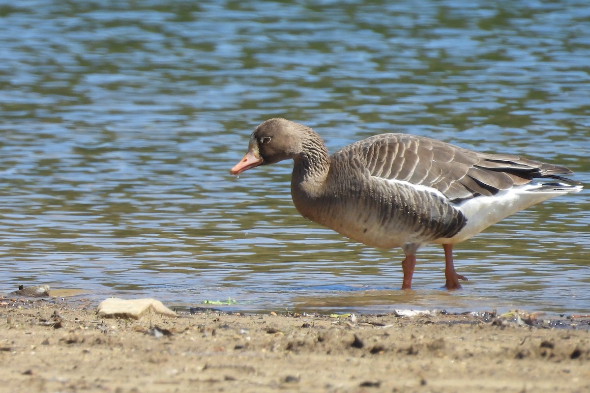 Greater White-fronted Goose - ML617581999