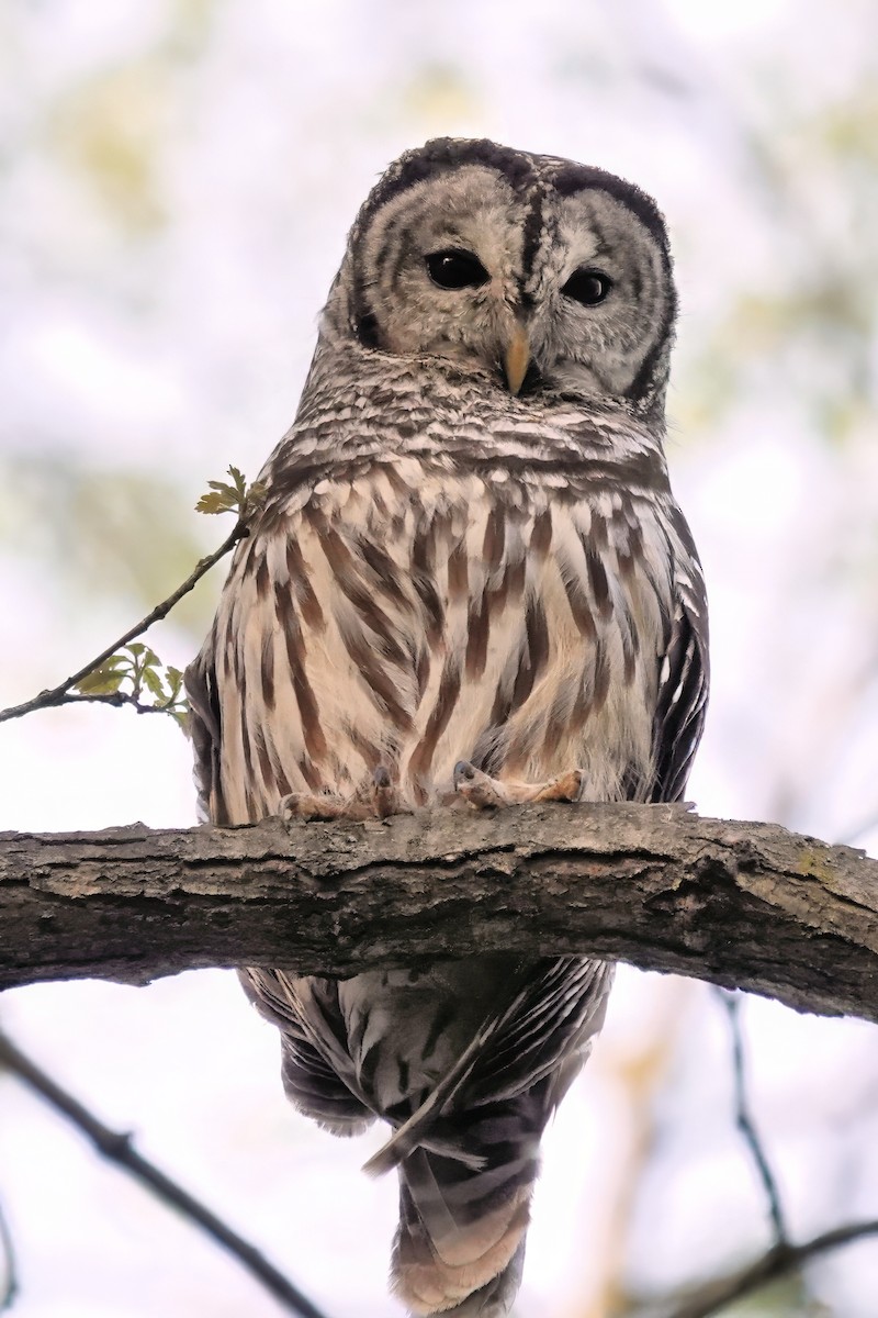 Barred Owl - ML617582059