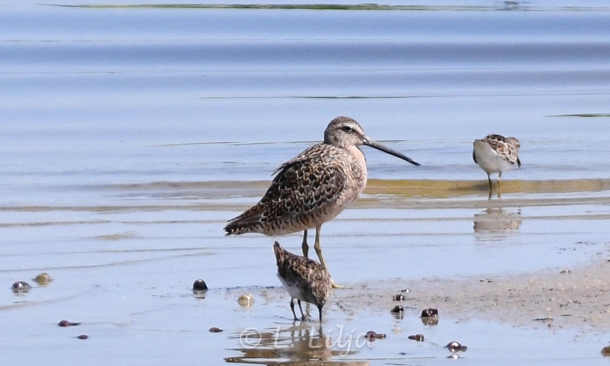 Long-billed Dowitcher - ML617582094