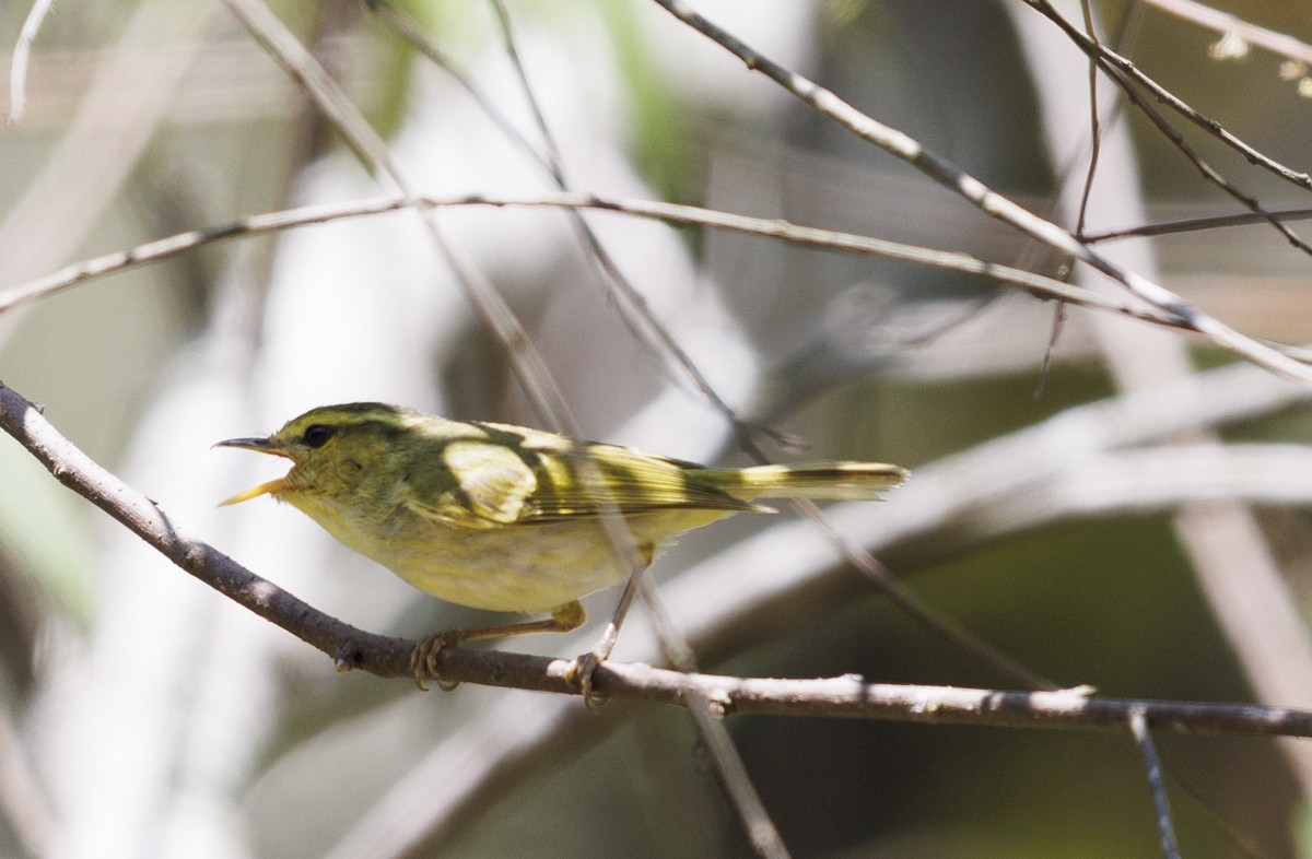 Yellow-browed Warbler - ML617582096
