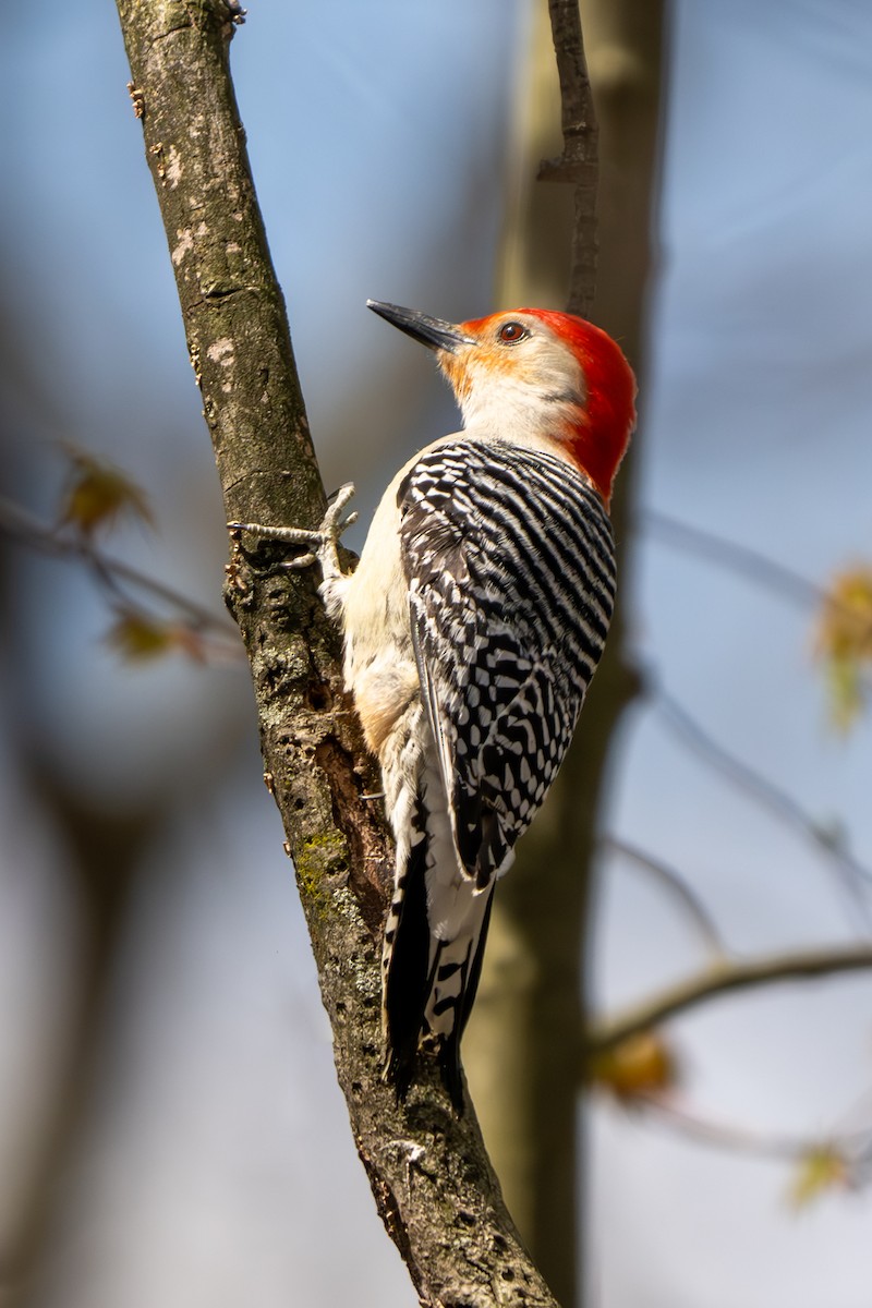 Red-bellied Woodpecker - ML617582099