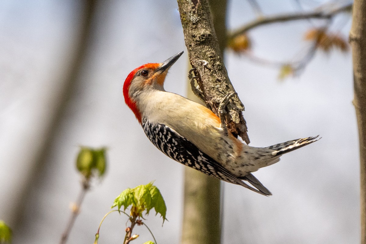 Red-bellied Woodpecker - ML617582106