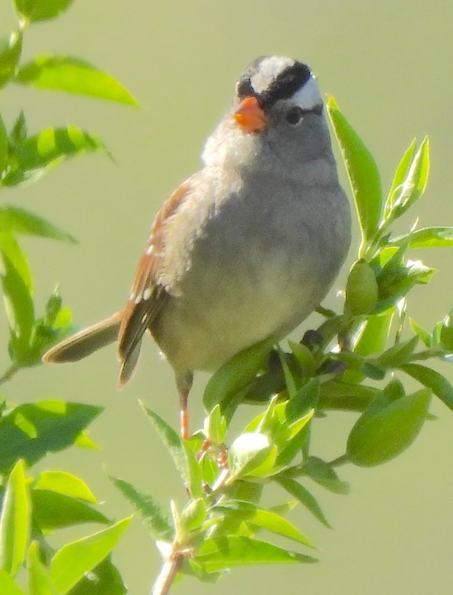 White-crowned Sparrow - ML617582134