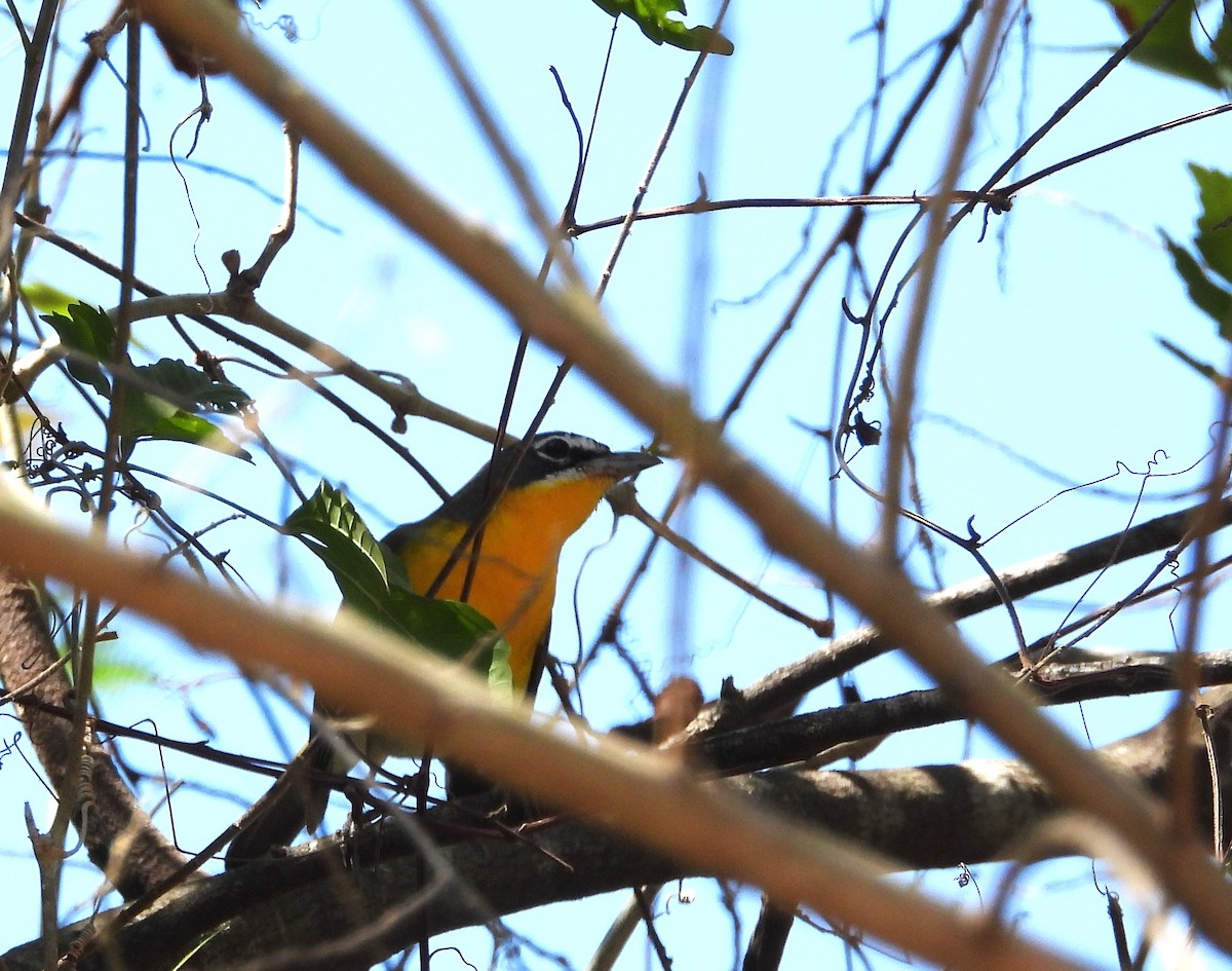 Yellow-breasted Chat - ML617582138