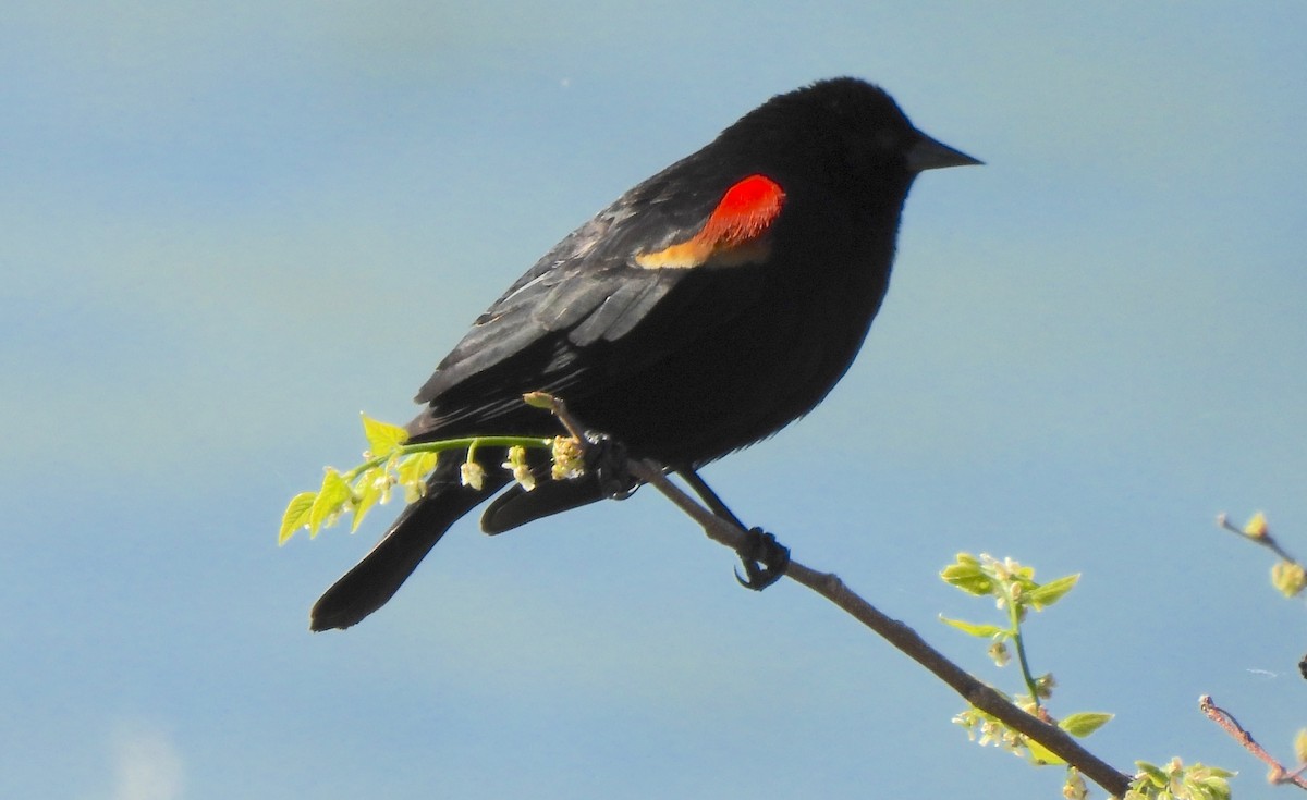Red-winged Blackbird - Vince Patton