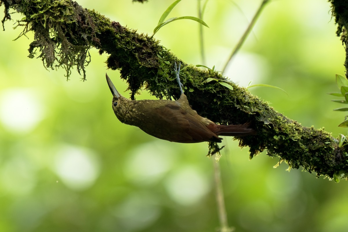 Spotted Woodcreeper - ML617582192