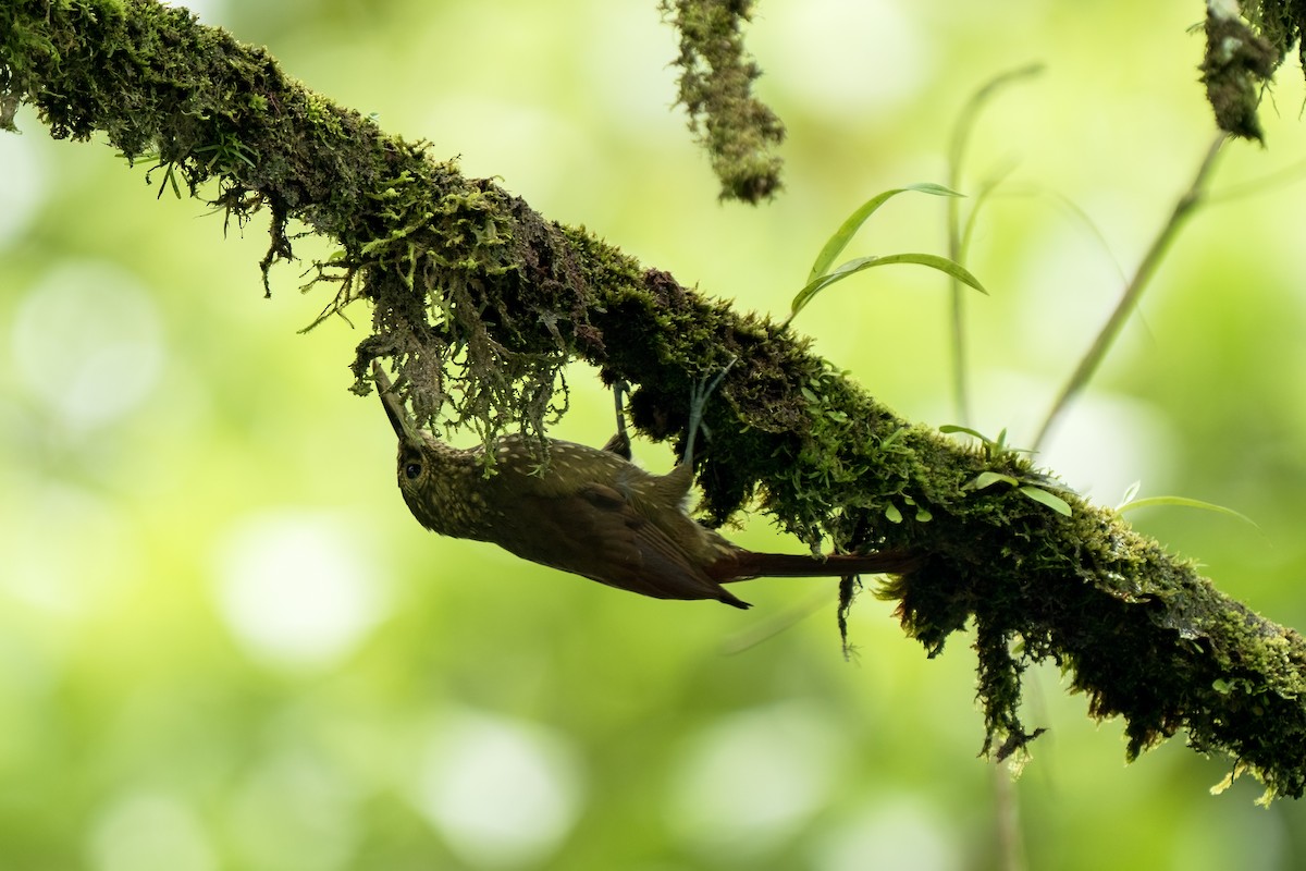 Spotted Woodcreeper - ML617582195