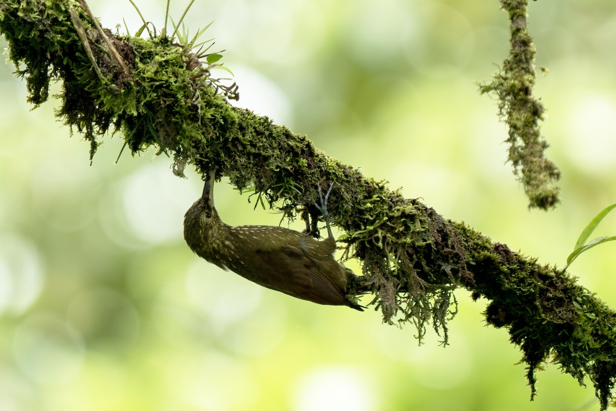 Spotted Woodcreeper - ML617582196