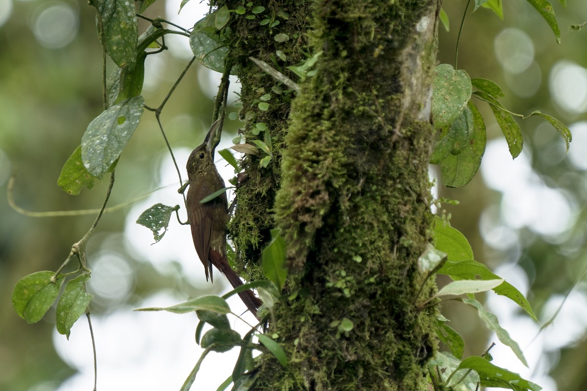 Spotted Woodcreeper - ML617582210