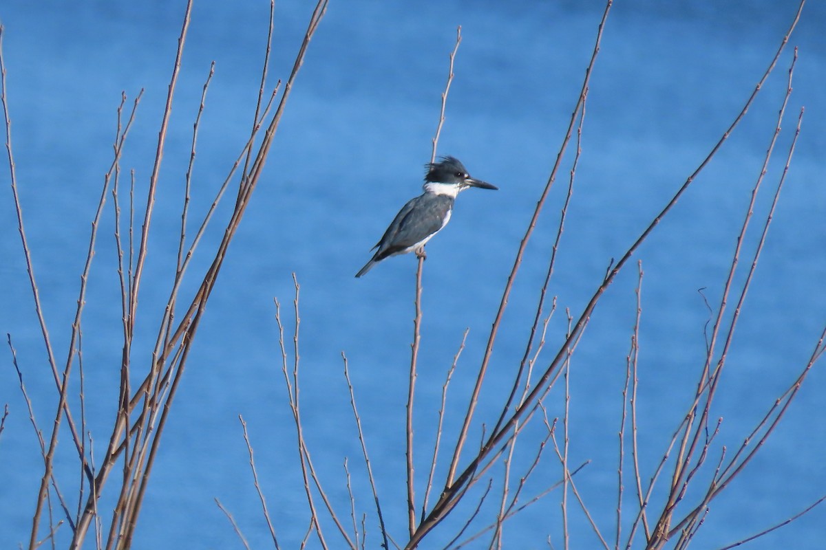 Belted Kingfisher - ML617582211