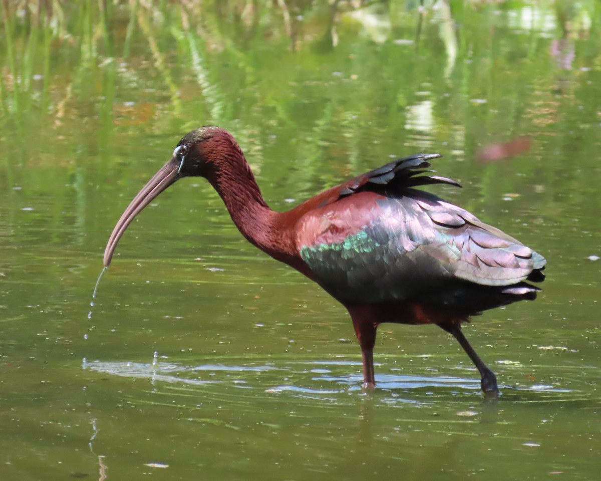 Glossy Ibis - Laurie Witkin