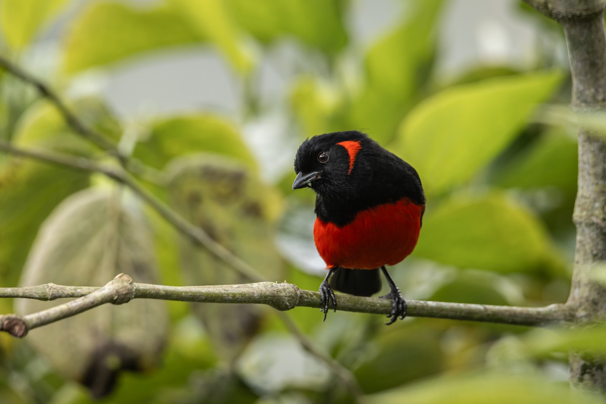 Scarlet-bellied Mountain Tanager - ML617582269